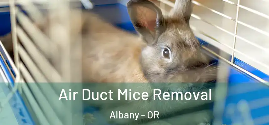  Air Duct Mice Removal Albany - OR